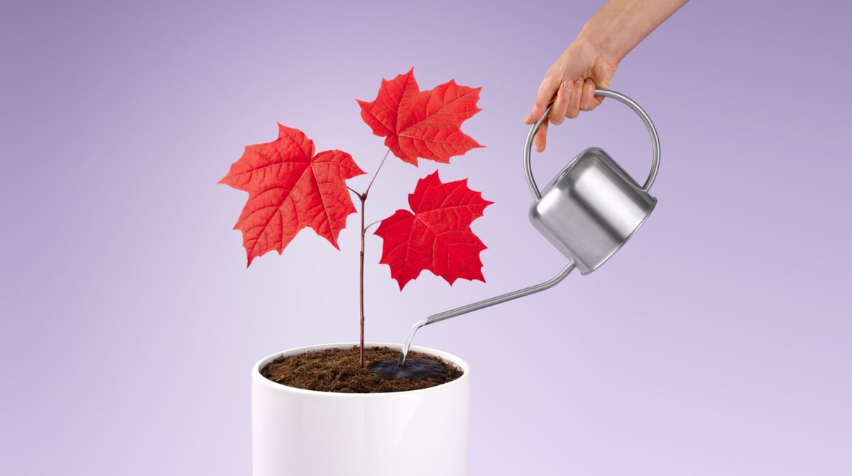 hand holding a watering can over a maple seedling with red leaves